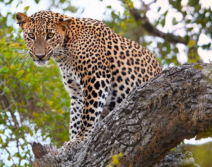 Wildlife - Seven Stories - Sri Lanka In Style